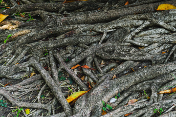 The roots of old trees in the Thai forest