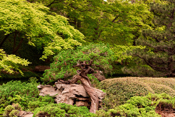 Japanese Tree Grow on Rock