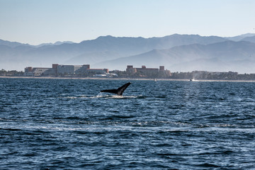 Obraz premium Humpback whales swimming off the coast of Puerto Vallarta, Mexico. 
