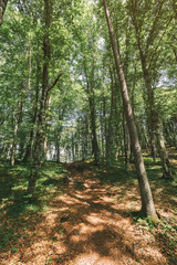 Fototapeta premium Hiking footpath in forest