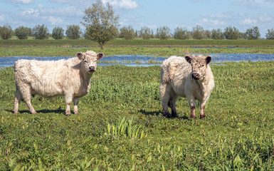 White Galloway cows looking to the photographer