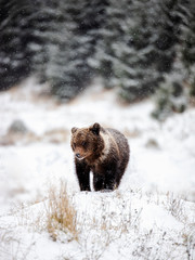 Wonderful brown bear cub looking at the camera in the wilderness forest. Winter season,snowing.