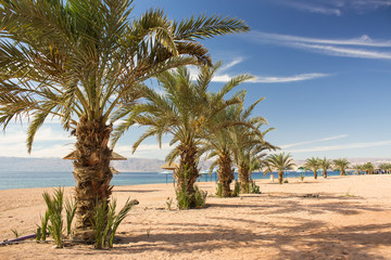 Obraz na płótnie Canvas summer time luxury palm beach tropic landscape scenic view beautiful vacation destination place in Middle East Jordan coast line on Red sea waters, palm trees and sand ground, blue sky background