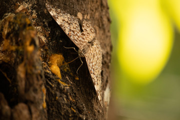 Moth on the tree trunk of brazil
