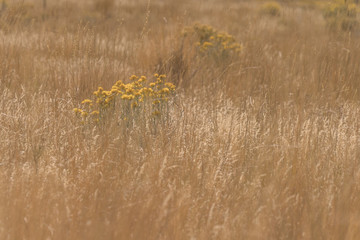 grass and flowers