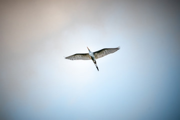 Heron flying in the cloudy sky of brazil