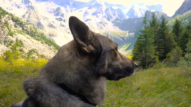 Dog Looks Ahead in a Wild Mountain Landscape in Summer