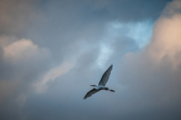 Heron flying in the cloudy sky of brazil