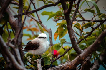 Swallow perched on branch of flower in rio do Brasil
