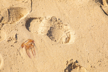 Jellyfish lying on the beach next to footprints - dangerous poison animal next to footsteps - summer summertime sunbath swim swimming - golden yellow sand background