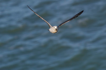 fulmar head-on