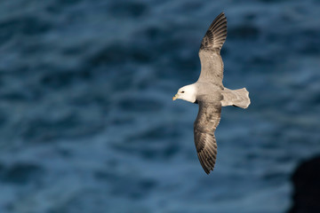 fulmar in flight