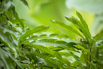 Mango tree leaf nature textures 