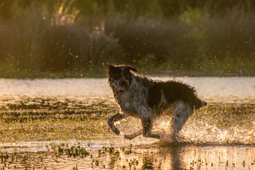  happy wild black and white dog ​​running and jumping in large puddles of water near the vegetation