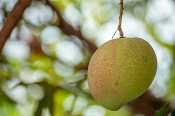 Mango fruit under the tree