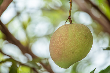 Mango fruit under the tree