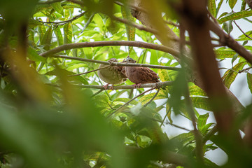 Fototapeta premium Couple of doves dating on the tree