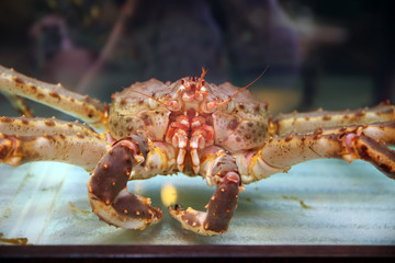 Live Kamchatka crab in the restaurant's aquarium, close-up