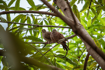 Couple of doves dating on the tree
