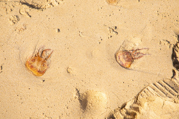 Jellyfish lying on the beach next to footprints - dangerous poison animal next to footsteps - summer summertime sunbath swim swimming - golden yellow sand background