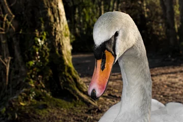 Deurstickers portrait of a swan © Joe