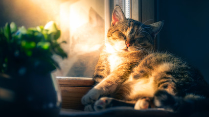 chubby cat dreaming of spring in winter time - 317055720