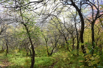 Obraz premium tree in spring