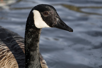 canada goose