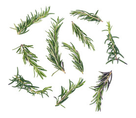 Naklejka premium Rosemary isolated on white background. top view