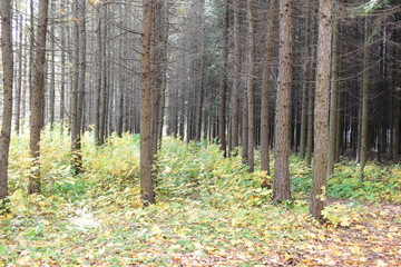 forest in autumn