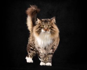 cat on black background