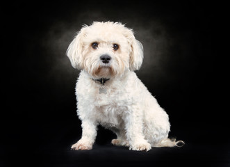 portrait of a beautiful dog in studio