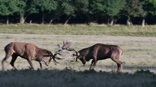 Red deer (Cervus elaphus) stag fighting with rival and chasing him away in grassland during the rut in autumn