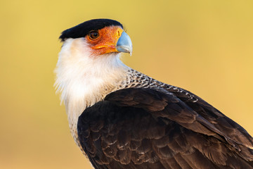 Crested Caracara Portrait, Rio Grande Valley, Texas