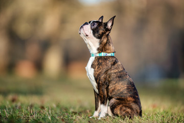 portrait of a beautiful dog