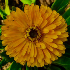 upper Close-up view of wildflower yellow Sunflower rose in the spring garden. Photography of nature.