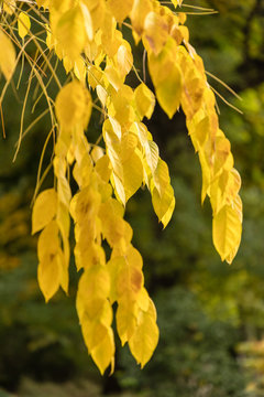 leaves with autumn colors of the Gymnocladus Dioicus tree