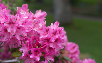 pink flowers in garden