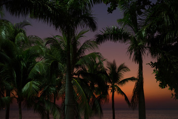 Fototapeta na wymiar Palm trees on sunset background at the sea. Tropical evening.