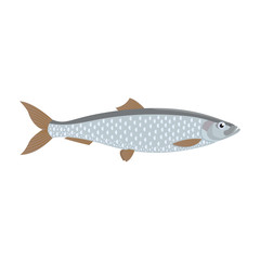 The herring is isolated on the white background.