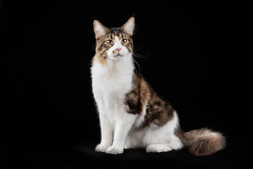 portrait of a beautiful cat