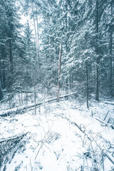 Big fallen tree in snow covered pine forest