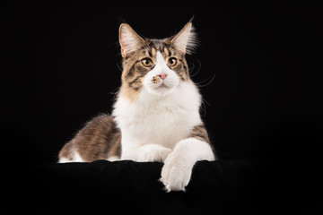 portrait of a beautiful cat