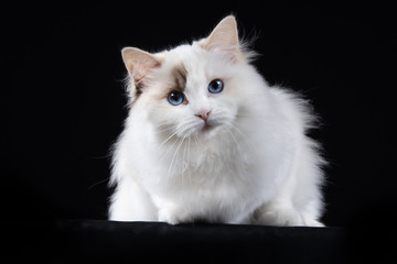 portrait of a beautiful cat