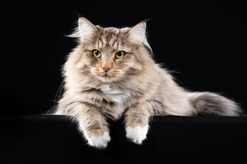 portrait of a beautiful cat