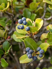 Rhaphiolepis umbellata flower and berries