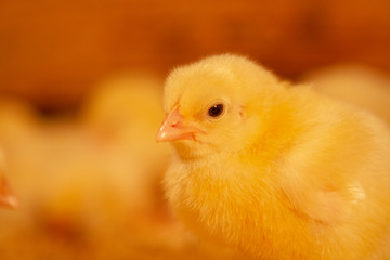 Indoor chicken farm, chicken feeding, broiler chicken feeding.