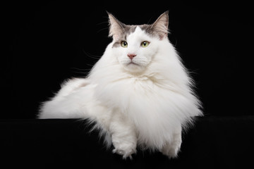 portrait of a beautiful cat