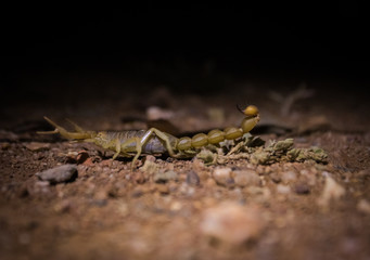 Close up image of a poisonous scorpion glowing under a UV light at night