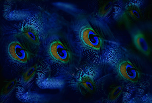 peacock feathers , albania - europe